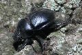 Geotrupes spiniger